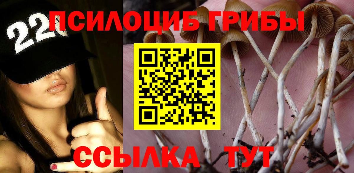 где купить наркотик  Галлюциногенные грибы Psilocybine cubensis  Вход с VPN  Пушкино  Псилоцибиновые грибы Psilocybine cubensis 